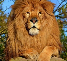 Lion d'Afrique