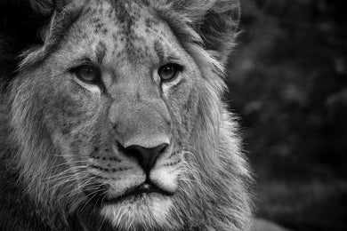 Tableau Lion gris