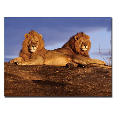 2 Lions Coucher de soleil